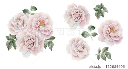 Composition of pink rose hip flowers with leaves and isolates. Victorian style rose. Floral watercolor illustration hand painted isolated on white background. Perfect for invitation, cards, posters, l 112684406