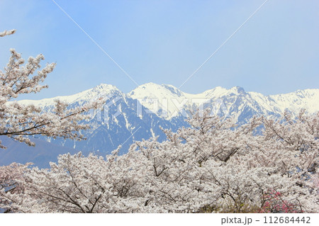 長野県上伊那郡中川村 大草城址公園の満開のソメイヨシノと残雪の中央アルプス 長野県上伊那郡中川村 大草城址公園の満開のソメイヨシノと残雪の中央アルプス 112684442