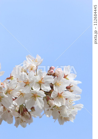 満開のソメイヨシノのクローズアップ 【青空背景】 112684445
