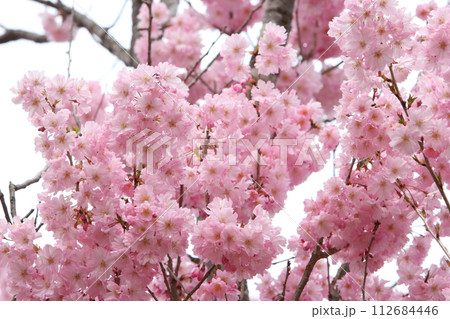 満開の八重紅彼岸桜 満開の八重紅彼岸桜 112684446