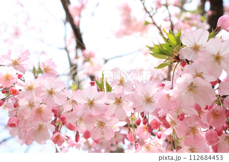 満開の思川桜のクローズアップ 【空背景】  満開の思川桜のクローズアップ 【空背景】  112684453