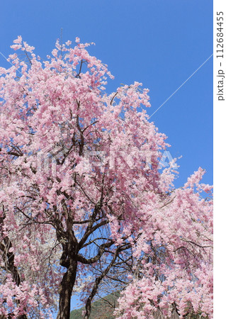 青空に映える満開の八重紅枝垂れ桜 【青空背景】 112684455