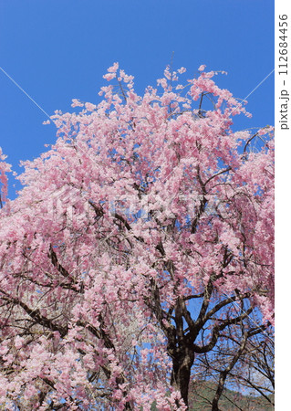 青空に映える満開の八重紅枝垂れ桜 【青空背景】 112684456