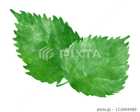 紫蘇の葉のイラスト 112684480