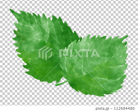 紫蘇の葉のイラスト 112684480
