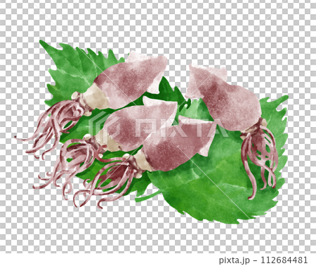 Illustration of a firefly squid riding on a perilla leaf 112684481