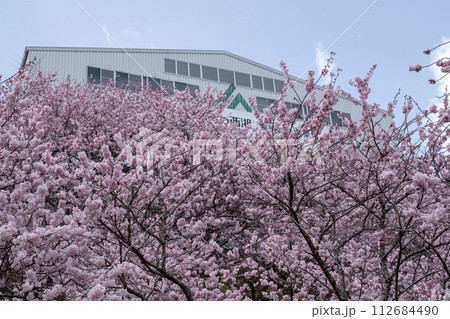 神奈川県南足柄市 一ノ堰ハラネ地区の春めき桜 神奈川県南足柄市 一ノ堰ハラネ地区の春めき桜 112684490