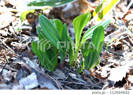 春の山菜 ギョウジャニンニク 春の山菜 ギョウジャニンニク 112684682