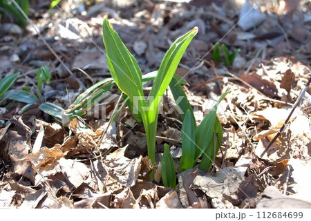 春の山菜 ギョウジャニンニク 春の山菜 ギョウジャニンニク 112684699