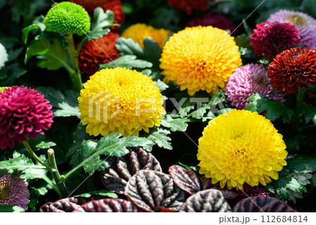 Colorful Chrysanthemum flowers blossom in ornamental garden, Spring and summer season 112684814