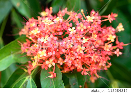 Orange red Ashoka tree flower blooming in ornamental garden 112684815