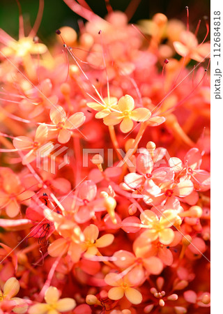 Orange red Ashoka tree flower blooming, Nature background 112684818
