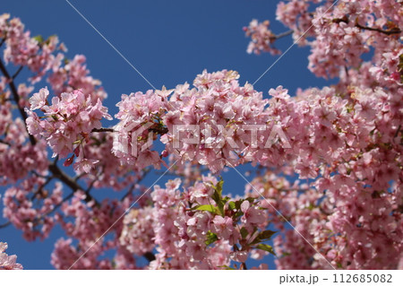青空を背景に　咲くピンクの桜 112685082