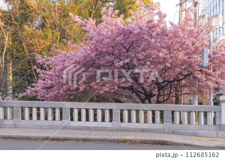 春の京都　一条戻橋の河津桜 112685162