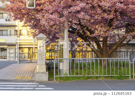 春の京都　一条戻橋の河津桜 112685163