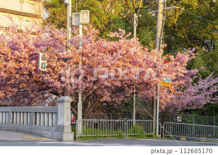 春の京都 一条戻橋の河津桜 春の京都 一条戻橋の河津桜 112685170
