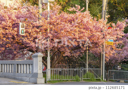 春の京都 一条戻橋の河津桜 春の京都 一条戻橋の河津桜 112685171