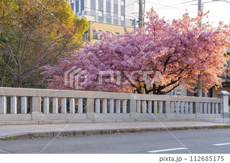 春の京都 一条戻橋の河津桜 春の京都 一条戻橋の河津桜 112685175