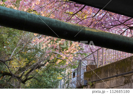 春の京都　一条戻橋の河津桜 112685180