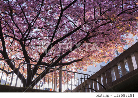 春の京都　一条戻橋の河津桜 112685181