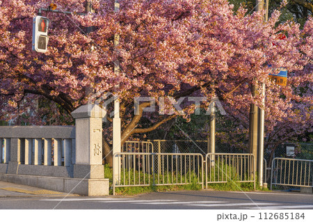 春の京都　一条戻橋の河津桜 112685184
