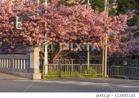 春の京都 一条戻橋の河津桜 春の京都 一条戻橋の河津桜 112685185