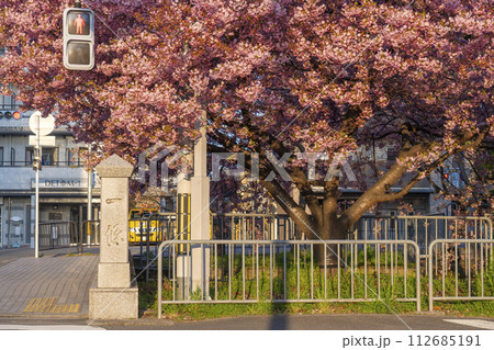 春の京都 一条戻橋の河津桜 春の京都 一条戻橋の河津桜 112685191