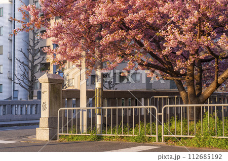 春の京都　一条戻橋の河津桜 112685192