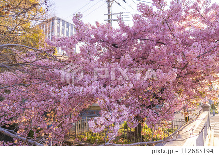 春の京都　一条戻橋の河津桜 112685194