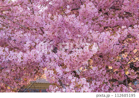 春の京都 一条戻橋の河津桜 春の京都 一条戻橋の河津桜 112685195