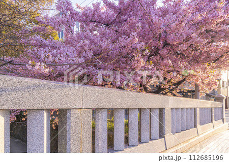春の京都　一条戻橋の河津桜 112685196