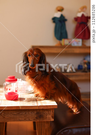 ドイツダックス 112685286