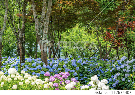カラフルな紫陽花 112685407