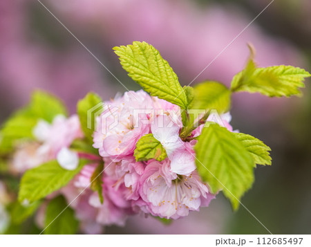 Beautiful Pink Flowers of Prunus triloba, Blossom, pink flowers. Prunus triloba, sometimes called flowering plum or flowering almond, a name shared with Prunus jacquemontii 112685497