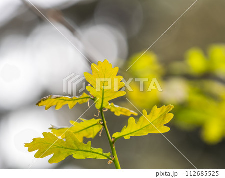Green oak leaves on a natural blurred background. Green oak leaves on a natural blurred background. 112685525