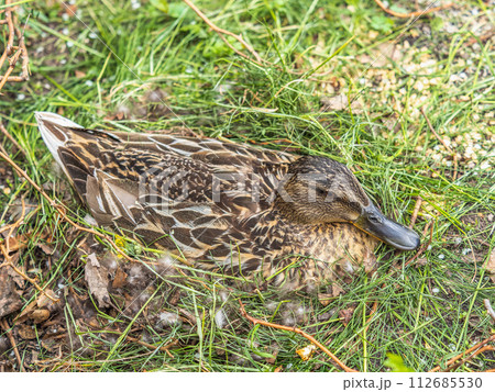 Duck hatching ducklings. Duck nest Duck hatching ducklings. Duck nest 112685530
