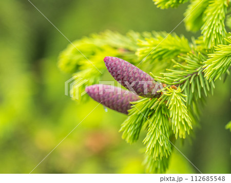 A young female cone of ordinary spruce, it is pink and its scales invitingly open in anticipation of pollen. Young cones of a Blue Spruce. 112685548