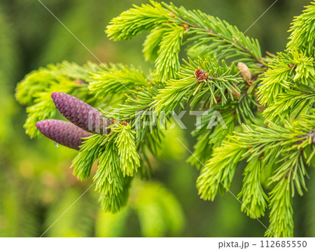 A young female cone of ordinary spruce, it is pink and its scales invitingly open in anticipation of pollen. Young cones of a Blue Spruce. 112685550