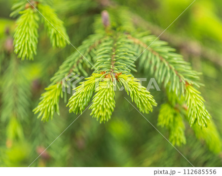 Closeup of fir branches with young buds. Spring nature concept. Fir branches with fresh shoots 112685556