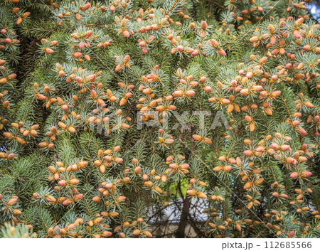 Closeup of fir branches with young buds. Spring nature concept. Fir branches with fresh shoots Closeup of fir branches with young buds. Spring nature concept. Fir branches with fresh shoots 112685566