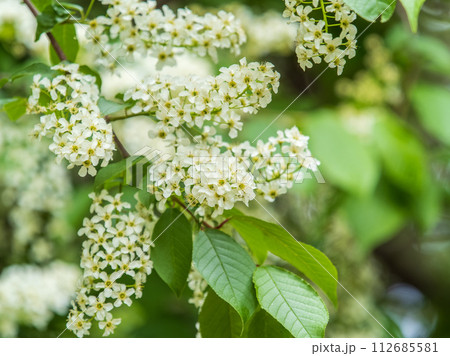 White flowers blooming bird cherry. Close-up of a Flowering Prunus padus Tree with White Little Blossoms White flowers blooming bird cherry. Close-up of a Flowering Prunus padus Tree with White Little Blossoms 112685581