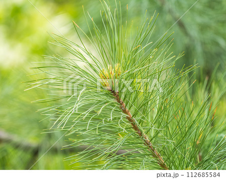 Cedar branches with long fluffy needles with a beautiful blurry background. Cedar branches with long fluffy needles with a beautiful blurry background. 112685584