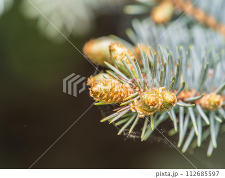 Closeup of fir branches with young buds. Spring nature concept. Fir branches with fresh shoots Closeup of fir branches with young buds. Spring nature concept. Fir branches with fresh shoots 112685597