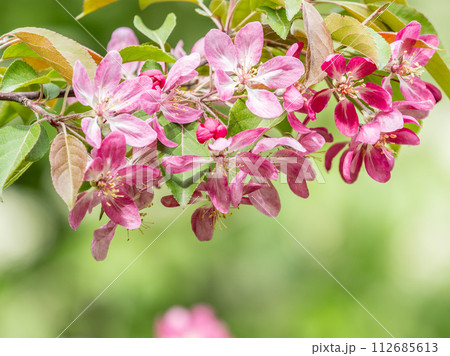 Fresh pink flowers of a blossoming apple tree with blured background 112685613