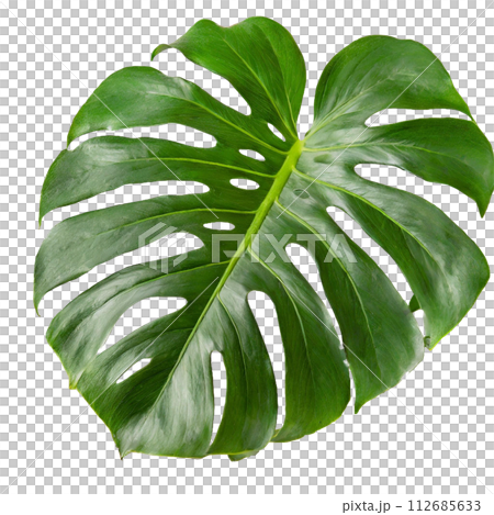 Monstera leaves with deep lobes 112685633