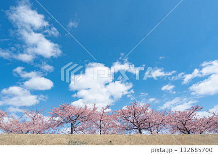 青空に映える河津桜 青空に映える河津桜 112685700