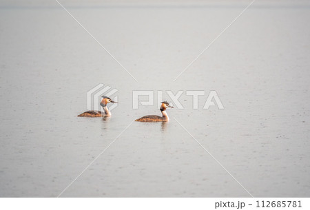 Two Great Crested Grebes swim in the lake Two Great Crested Grebes swim in the lake 112685781