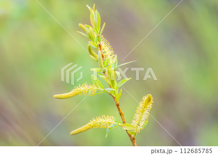 Nature awakes in spring. Blooming willow twigs and furry willow-catkins, so called seals or cats. Holly willow, Salix caprea, is a national symbol of Ukraine. Nature awakes in spring. Blooming willow twigs and furry willow-catkins, so called seals or cats. Holly willow, Salix caprea, is a national symbol of Ukraine. 112685785