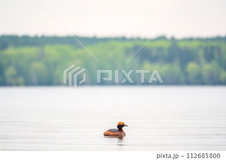 Horned grebe swimming in the lake 112685800