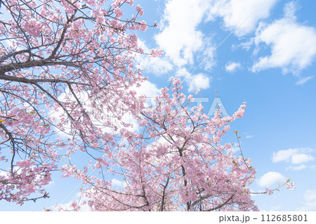 晴れた空と満開の河津桜入学 112685801
